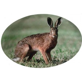 Adhesif lievre couleur