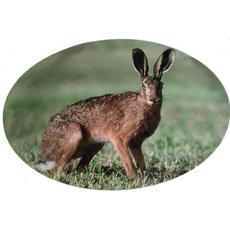 Adhesif lievre couleur