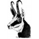 Chamois