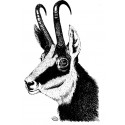 Chamois