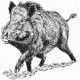 Sanglier solitaire