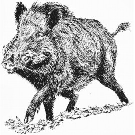 Sanglier solitaire