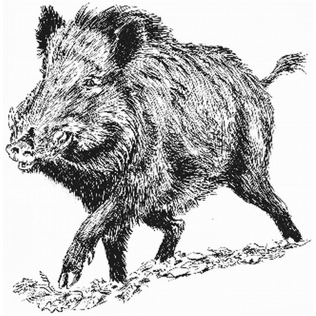 Sanglier solitaire