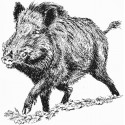 Sanglier solitaire