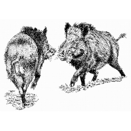 Sangliers bataille